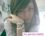 Hoahongtim 1